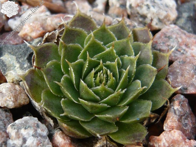 heuffelii (kapaenianum)