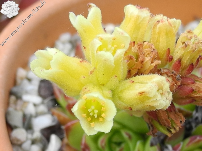 heuffelii (kopaonikense) from Kopaonik