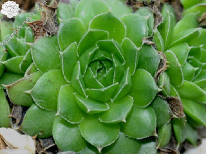 heuffelii (kopaonikense) from Kopaonik