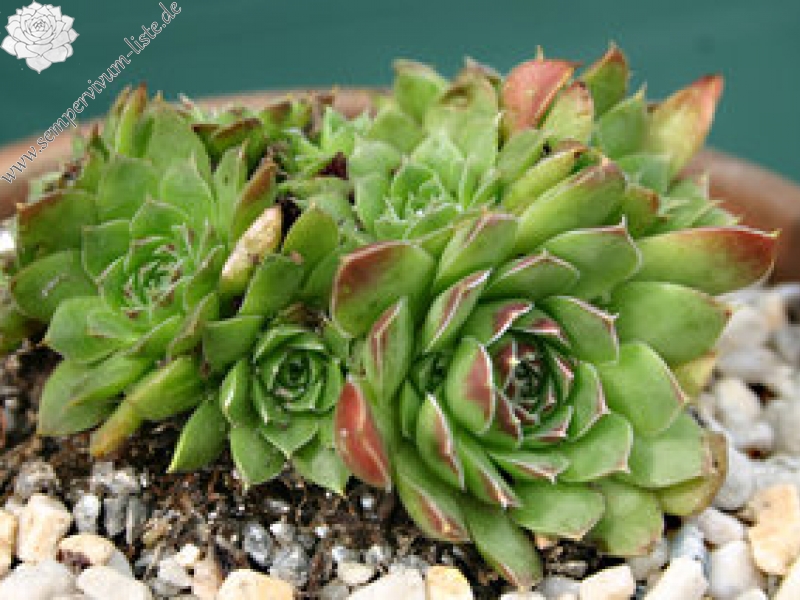 heuffelii (kopaonikense) from Kopaonik