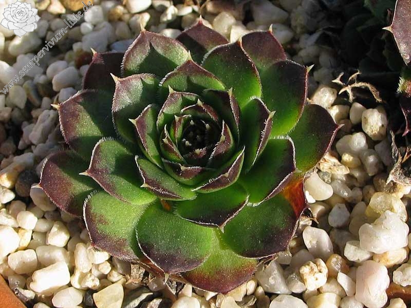 heuffelii (kopaonikense) from Kopaonik