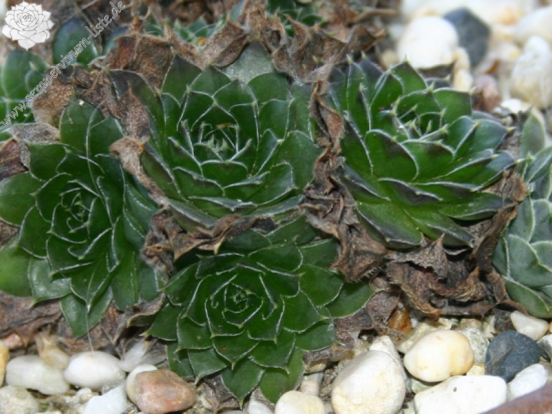 heuffelii (kopaonikense) from Kopaonik