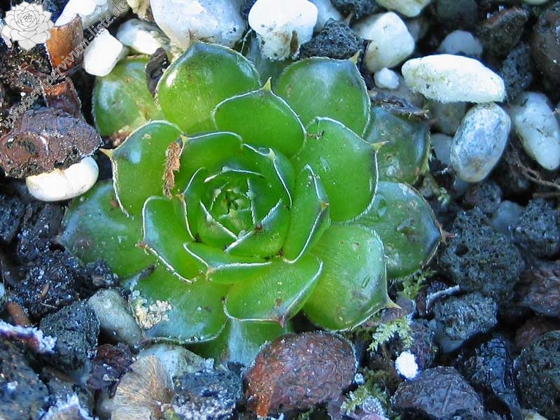 heuffelii (kopaonikense) from Kopaonik
