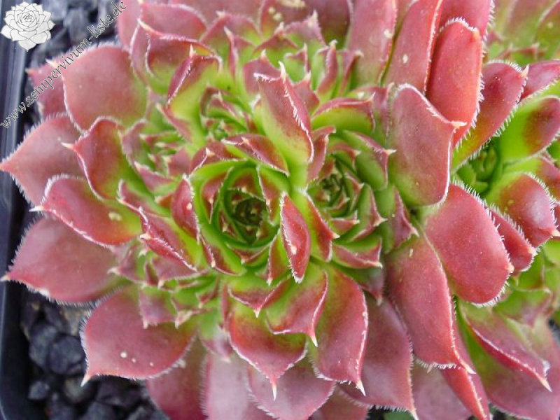 heuffelii (reginae-amaliae)