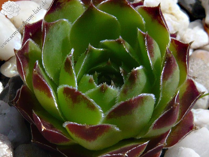 heuffelii (reginae-amaliae)