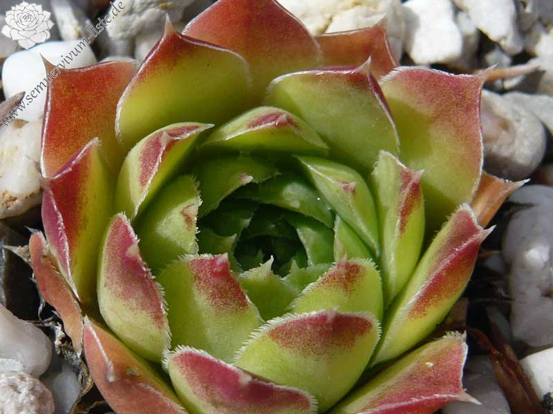 heuffelii (reginae-amaliae)