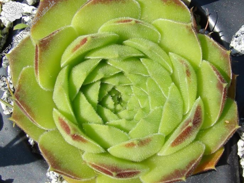 heuffelii (reginae-amaliae) from Stara Planina