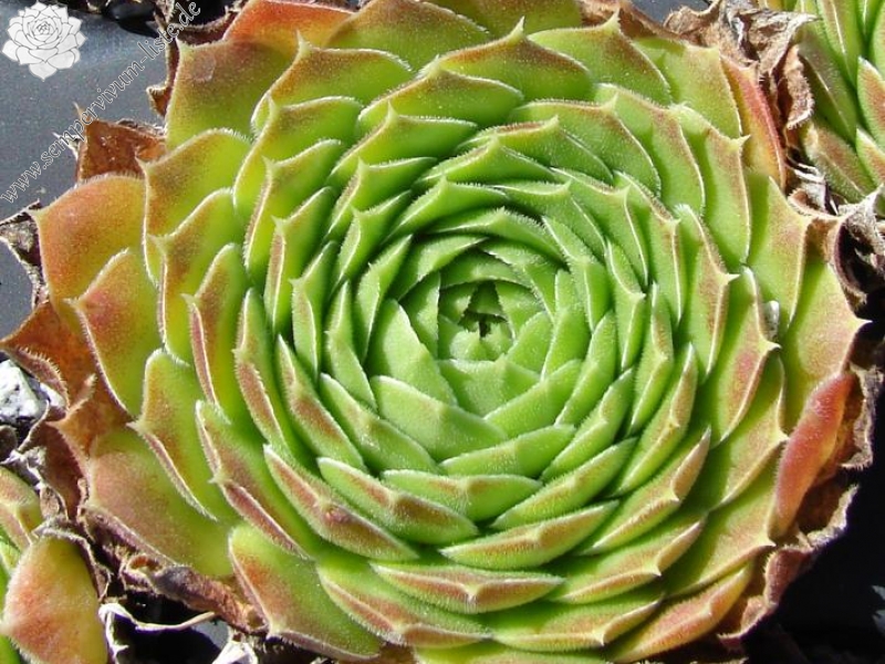 heuffelii (reginae-amaliae) from Stara Planina