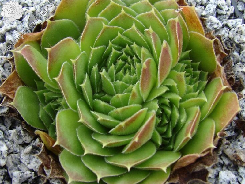 heuffelii (reginae-amaliae) from Stara Planina