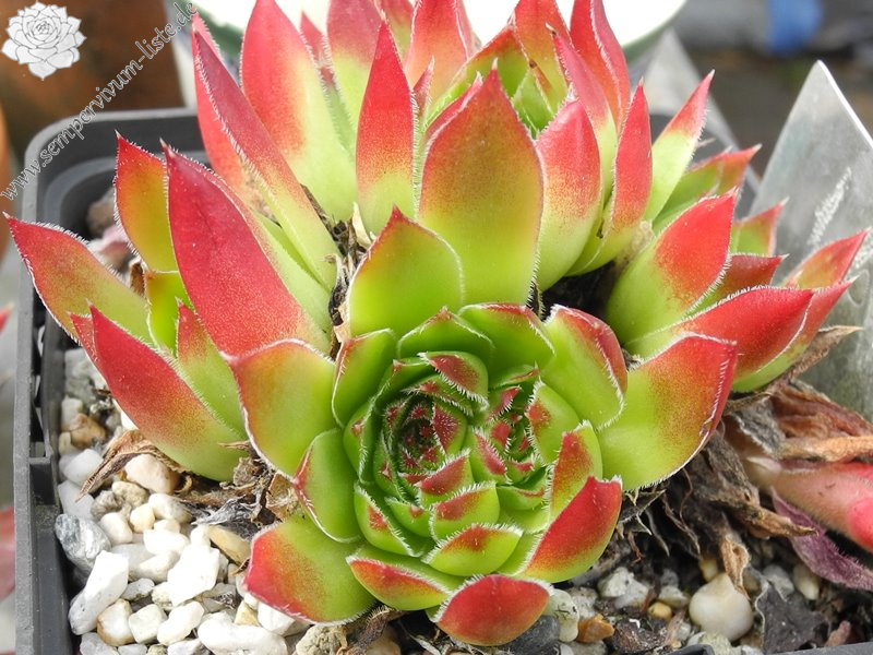 heuffelii (stramineum)
