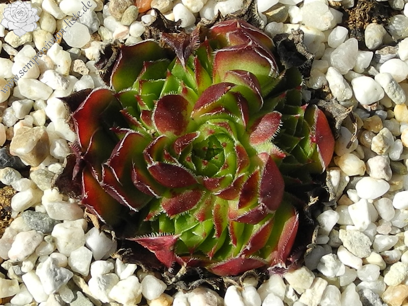 heuffelii (stramineum)