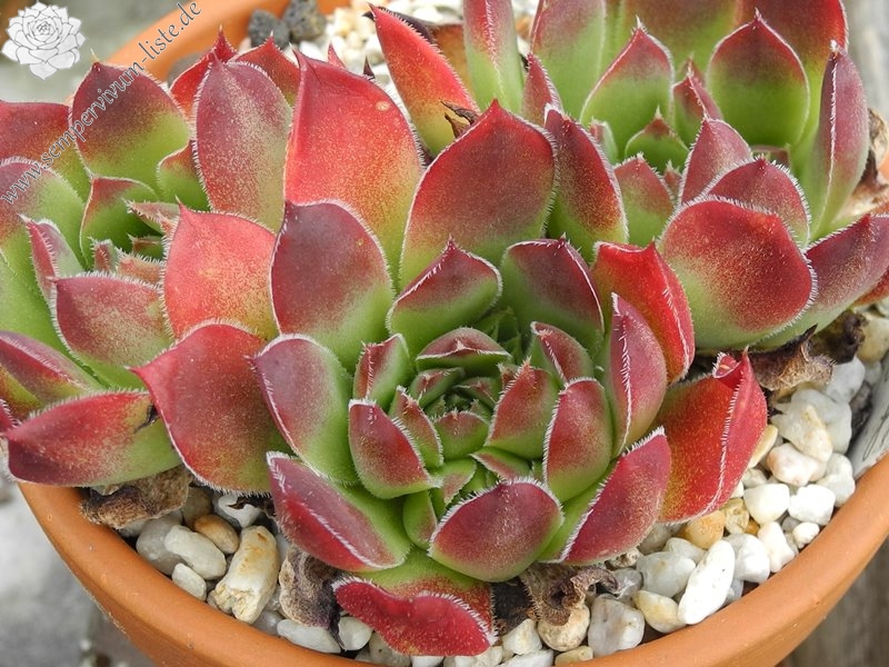 heuffelii (theobaldii)