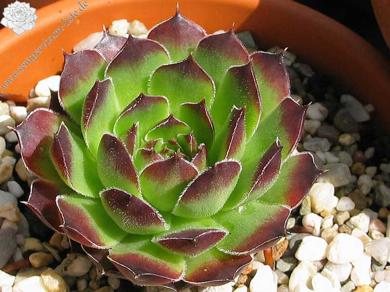 heuffelii (theobaldii)