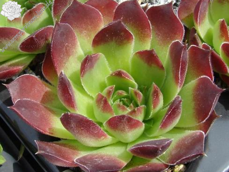 heuffelii (theobaldii)