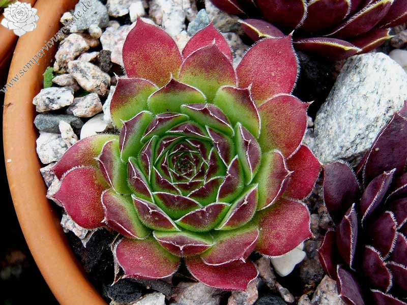 heuffelii (theobaldii)