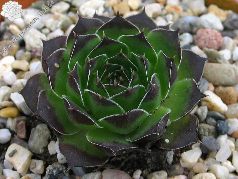 heuffelii (theobaldii)