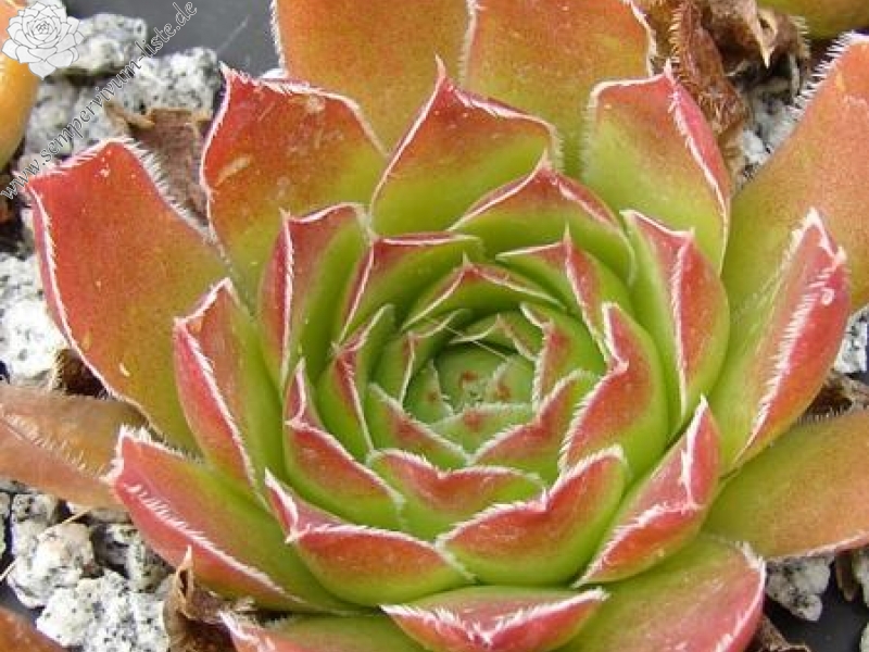 heuffelii (velenovskyi)