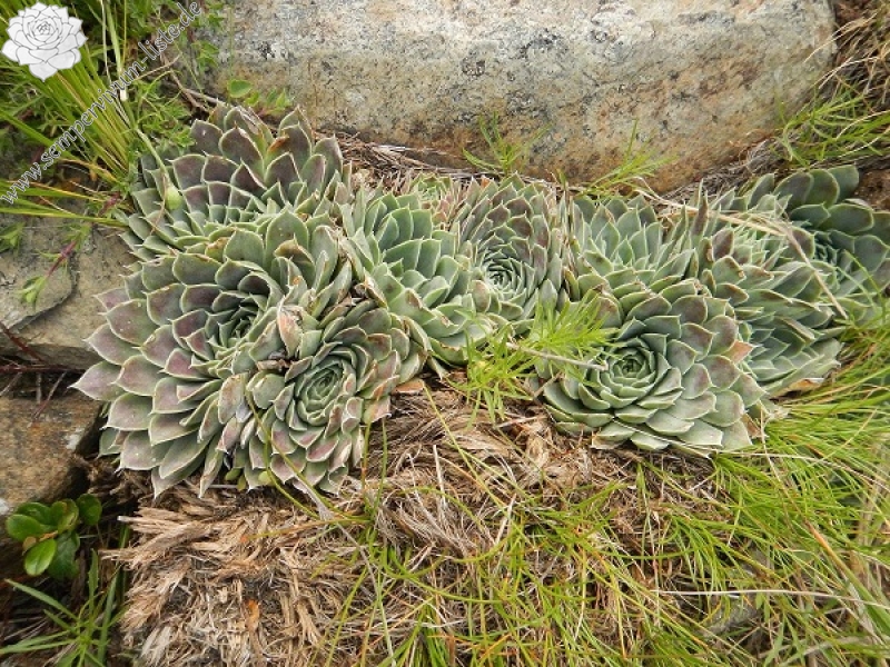 heuffelii from Baba, Gipfel
