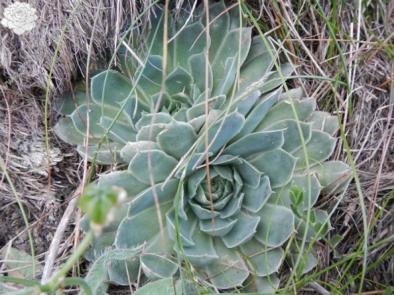 heuffelii from Baba, Gipfel