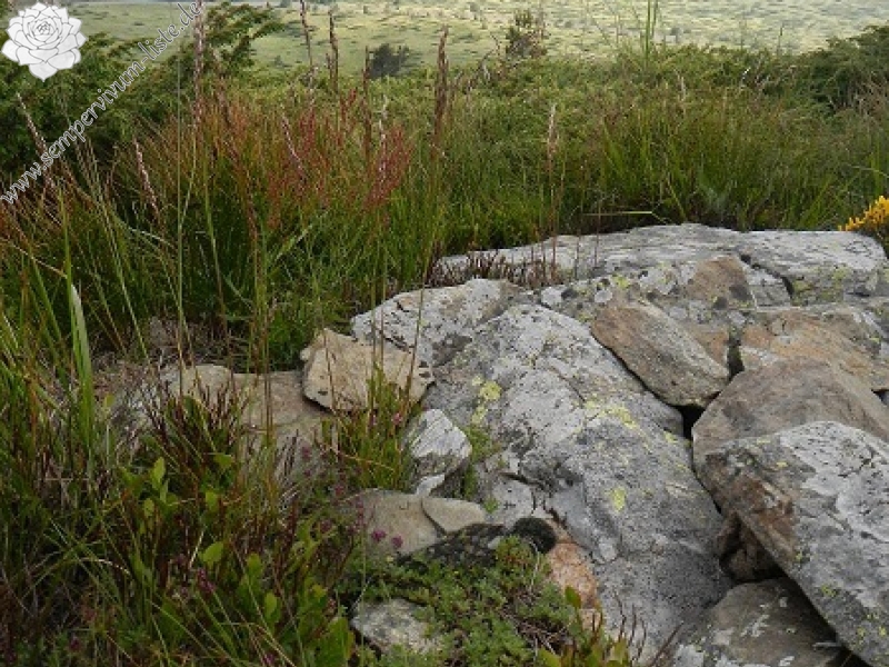 heuffelii from Baba, Gipfel