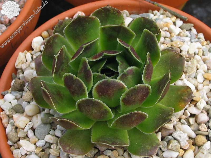 heuffelii from Backovo