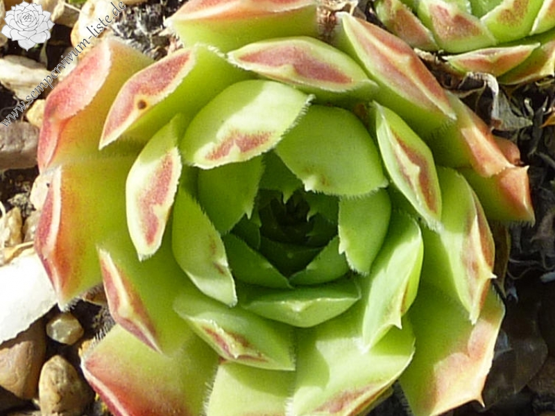 heuffelii from Backovo