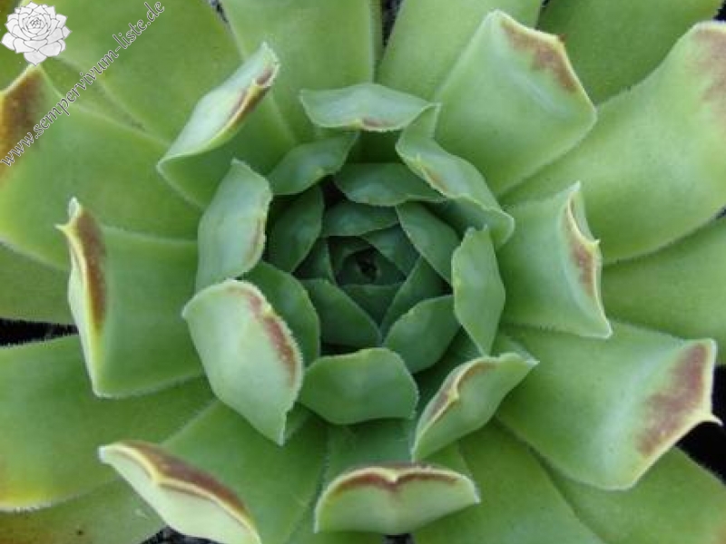 heuffelii from Backovo