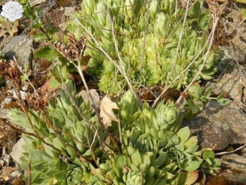 heuffelii from Bebresh Dam, oberhalb