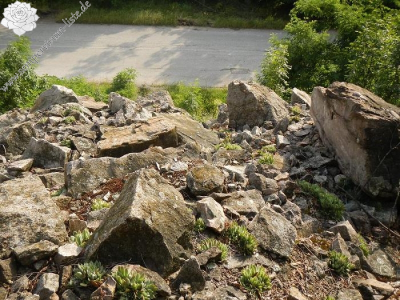 heuffelii from Bebresh Dam, oberhalb