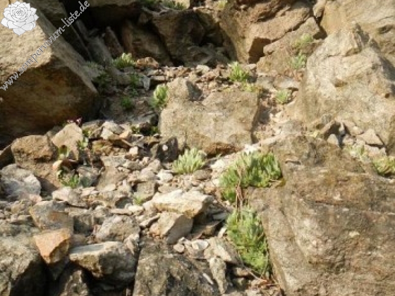 heuffelii from Bebresh Dam, oberhalb