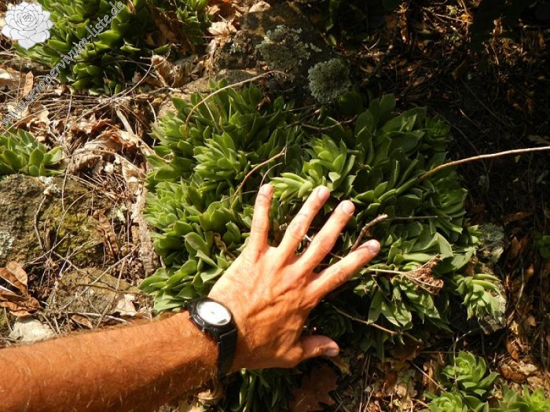 heuffelii from Bebresh Dam, oberhalb