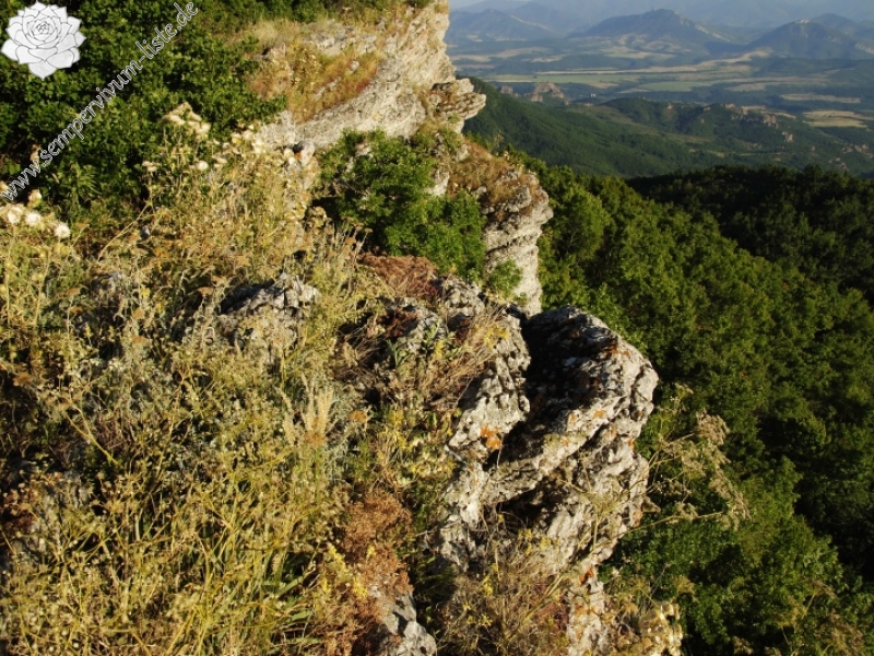 heuffelii from Belogradčik O
