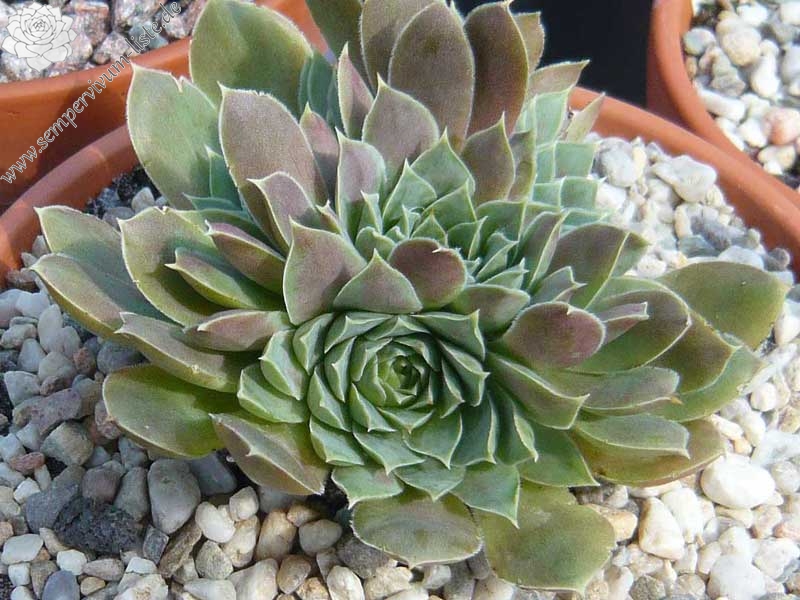 heuffelii from Bistra