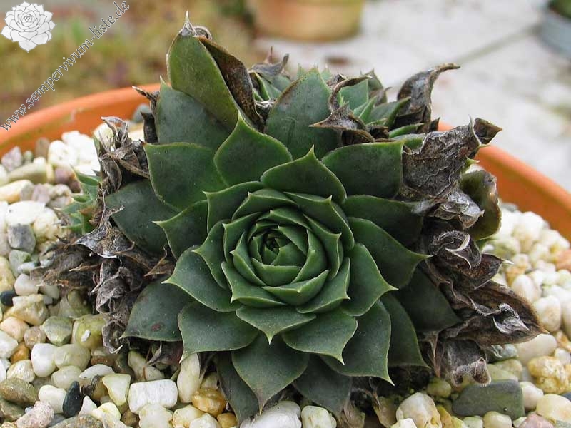 heuffelii from Bistra