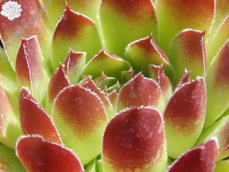 heuffelii from Cakor