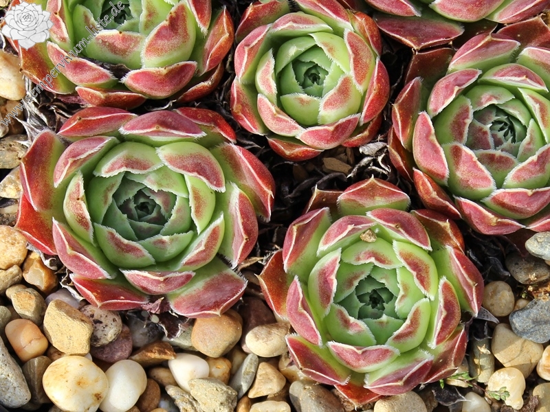 heuffelii from Maje e Ostrovicës (I)