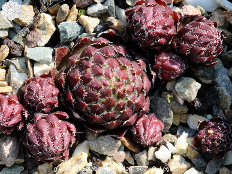 globiferum ssp. hirtum from Mont Boc