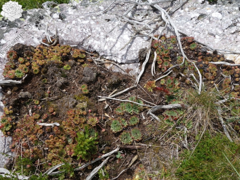 marmoreum from Hridski krš