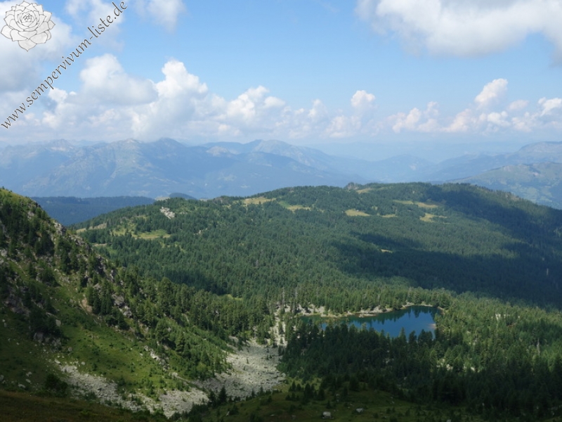 heuffelii from Hridski jezero