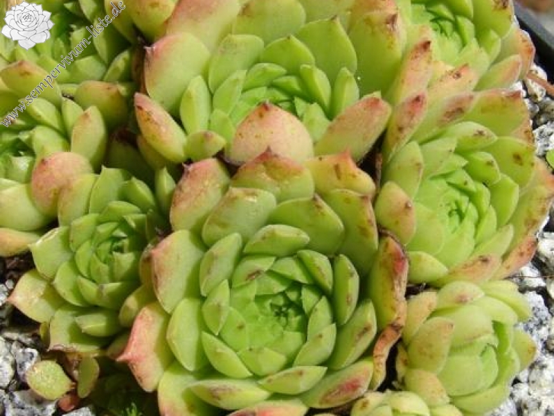 ingwersenii (Typ PH992)