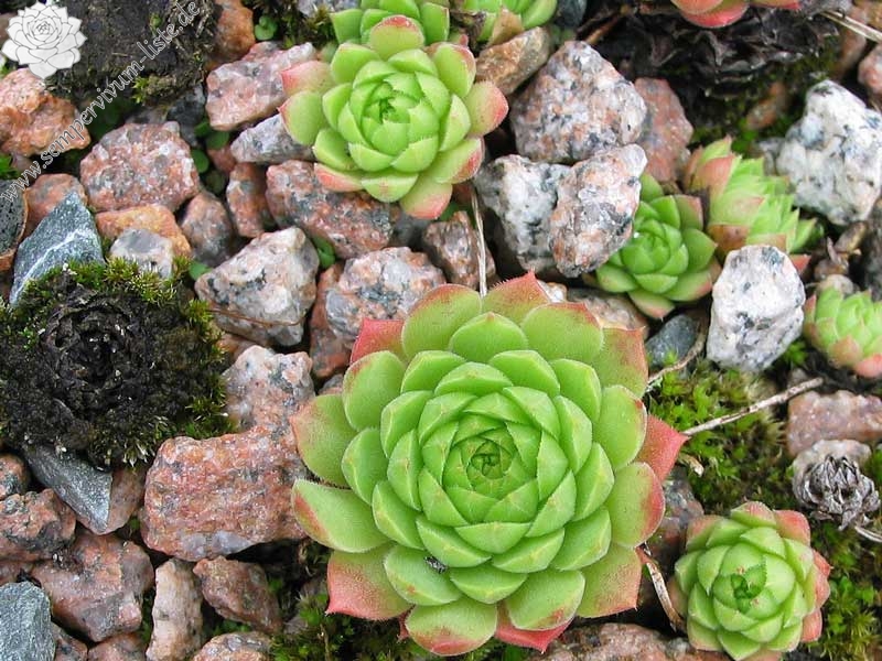 ingwersenii (Typ PH992)