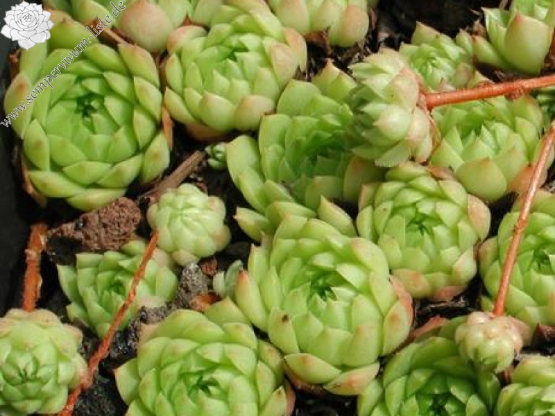 ingwersenii (Typ PH992)