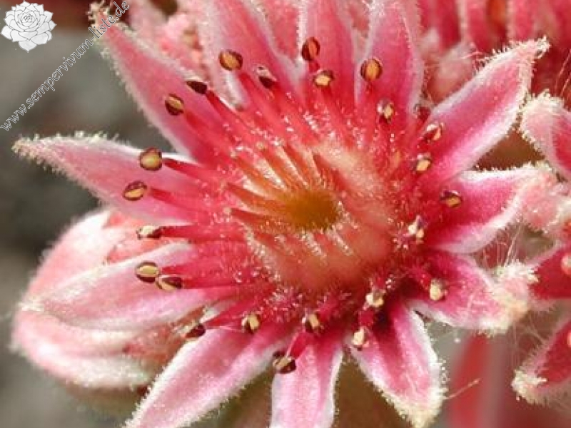 ingwersenii (Typ PH992)