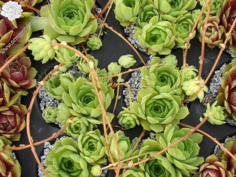 ingwersenii from Selda river