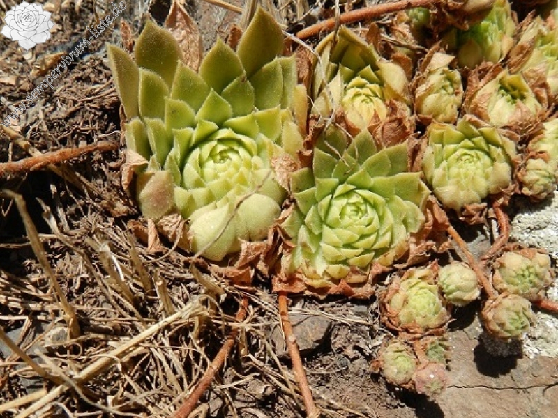 iranicum from Siyah Bisheh