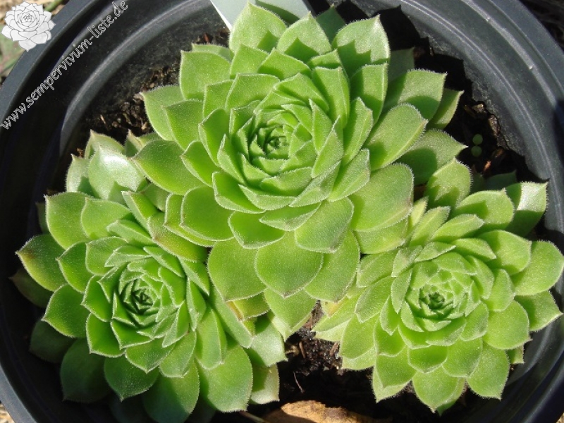 iranicum from Siyah Bisheh