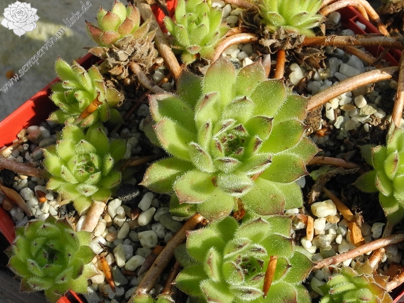 iranicum from Waterfalls near Sisian