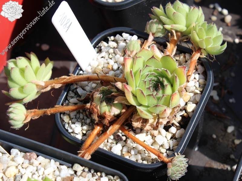 iranicum from Waterfalls near Sisian