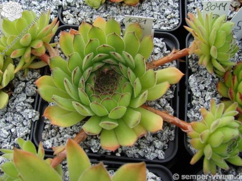 iranicum from Waterfalls near Sisian