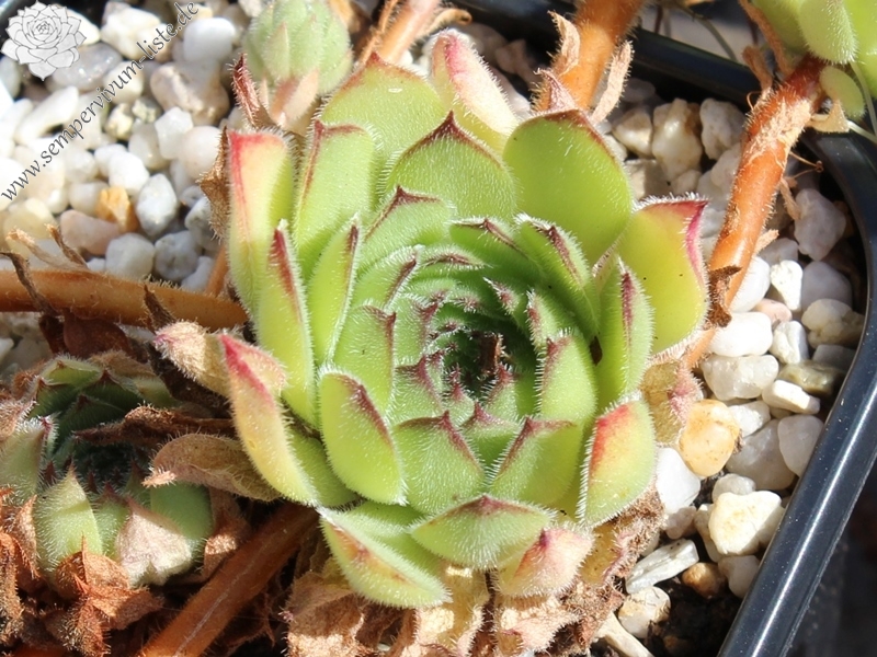 iranicum from Waterfalls near Sisian